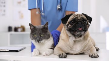 É normal os pets sentirem medo na hora de ir ao veterinário, saiba como lidar com eles. - Liudmila Chernetska/ iStock